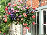 Hanging basket Lacock 